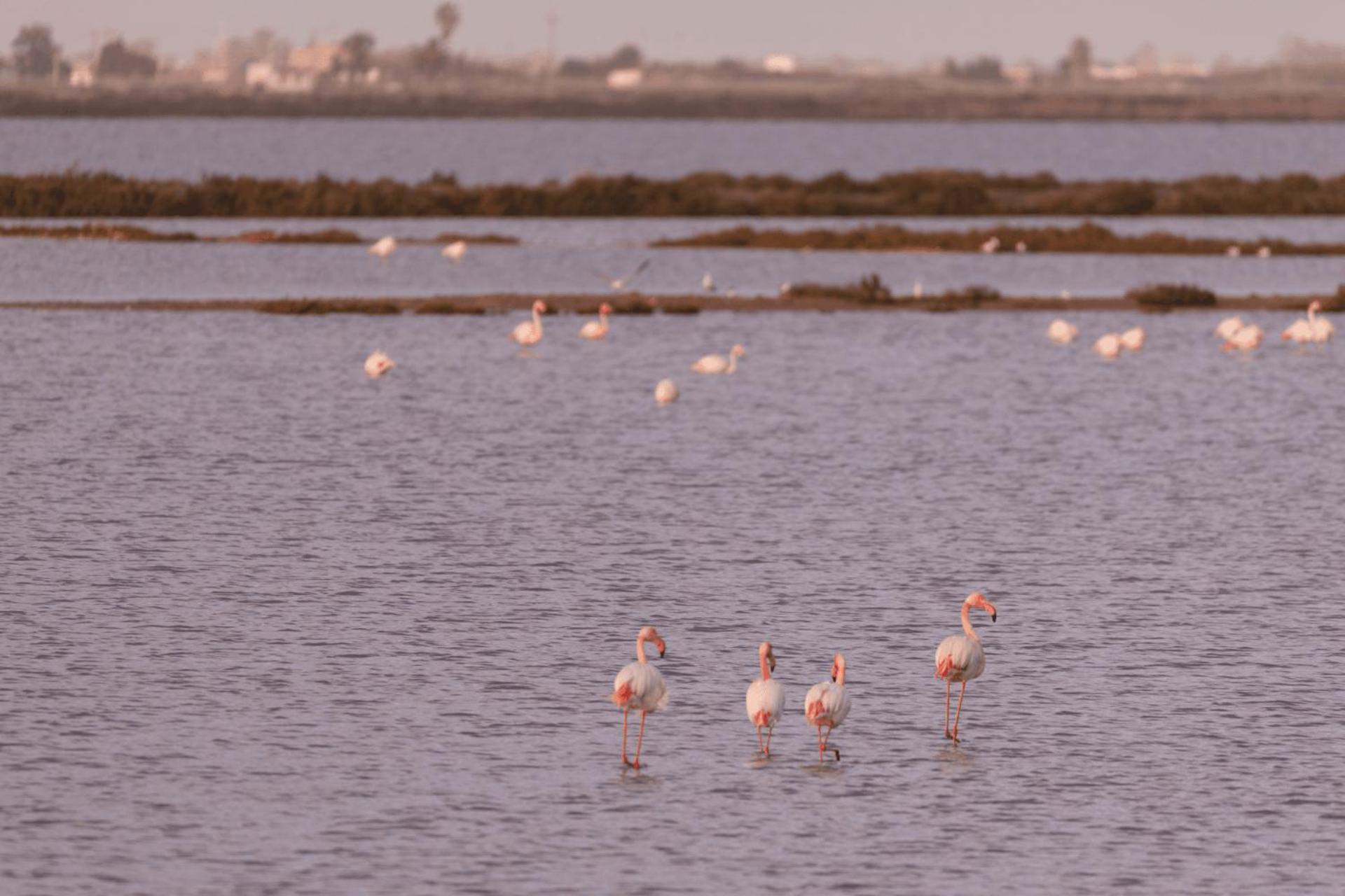 Kampaoh Delta Del Ebro Hotell El Poble Nou del Delta Eksteriør bilde